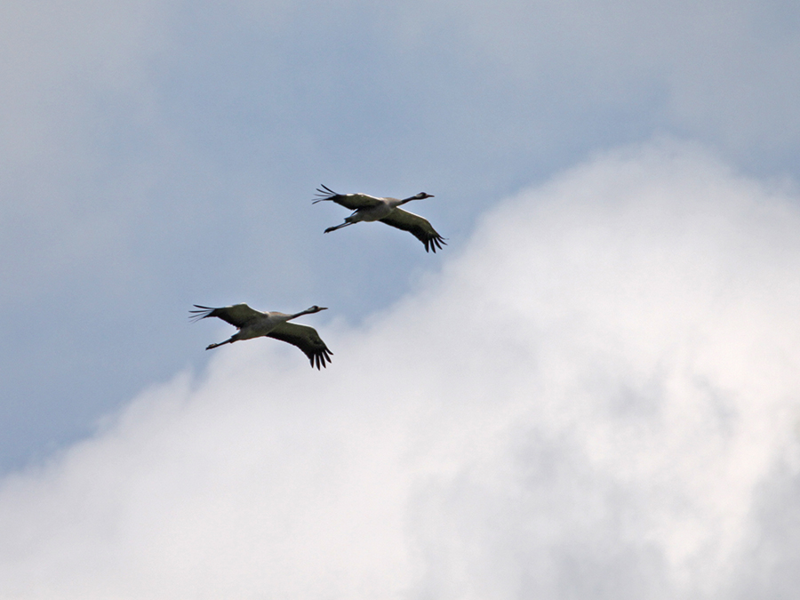 Kraanvogels