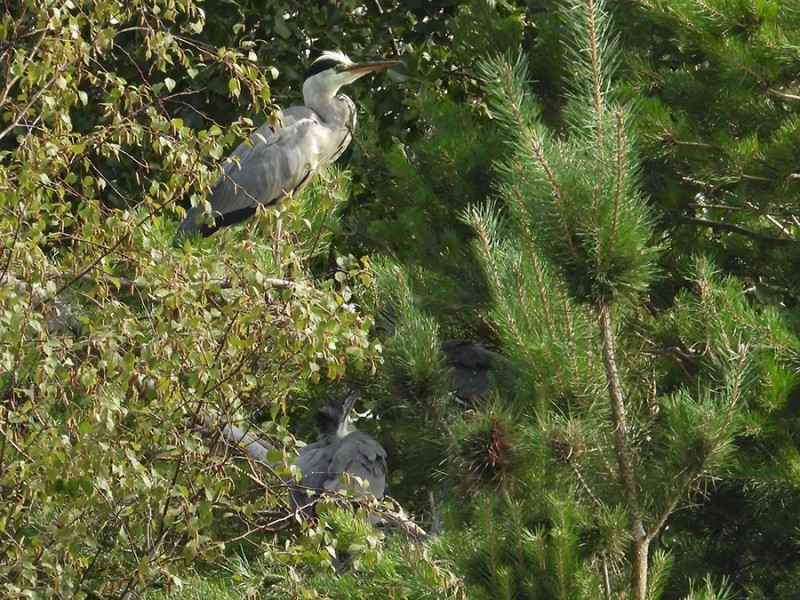 Reiger
