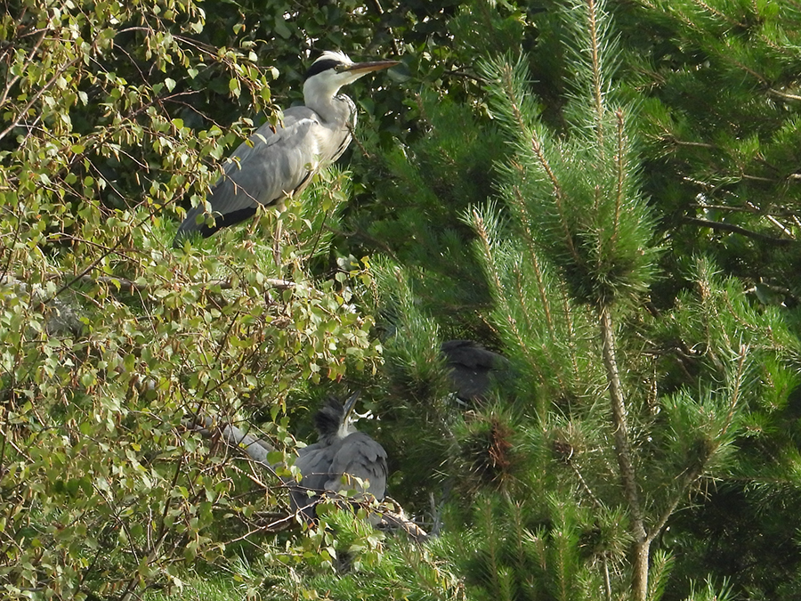 Reiger