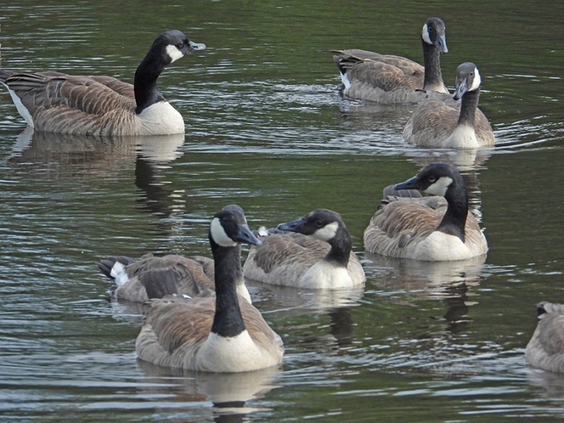 Canadese kleintjes