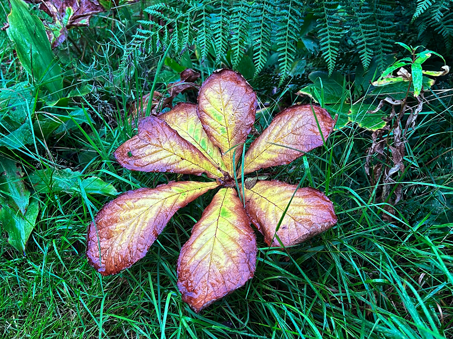 Herfstpaardenkastanje