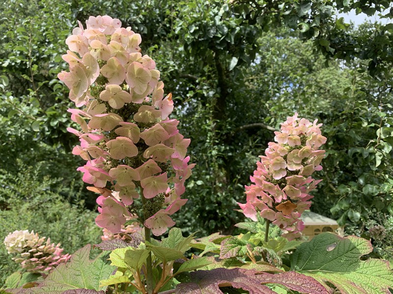 Eikenbladhortensia