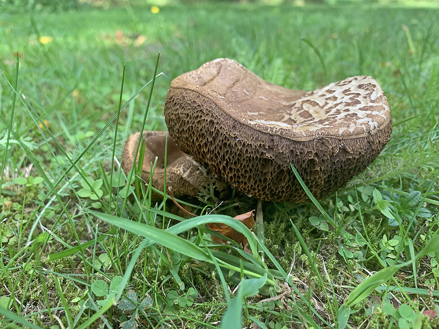 Herfst
