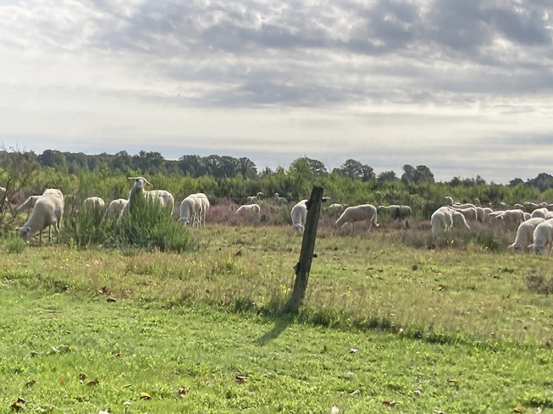 Schoonebekers