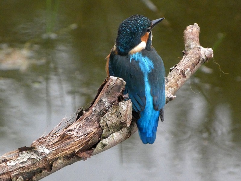 IJsvogel