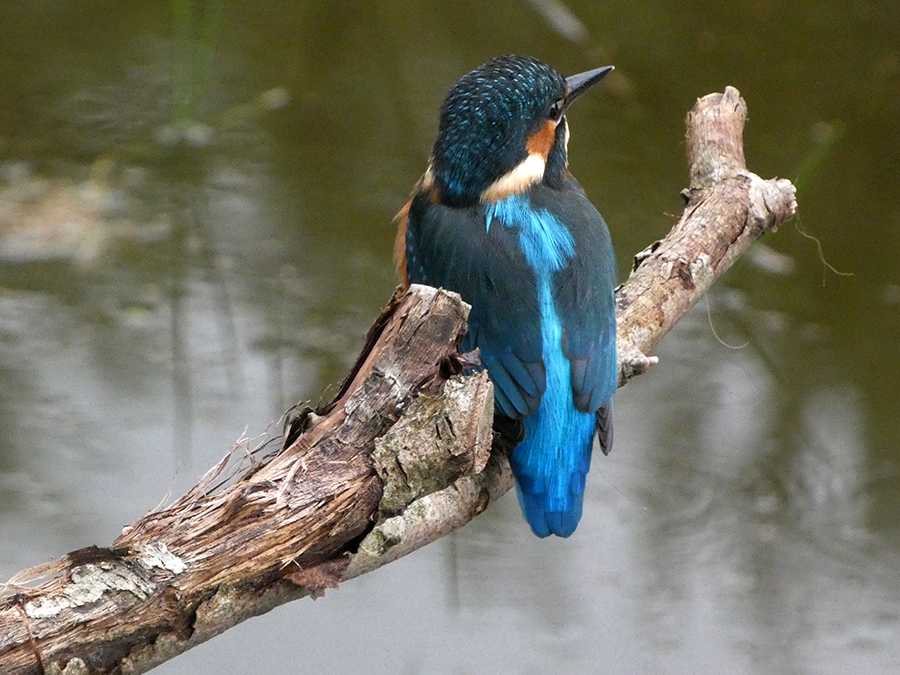 IJsvogel