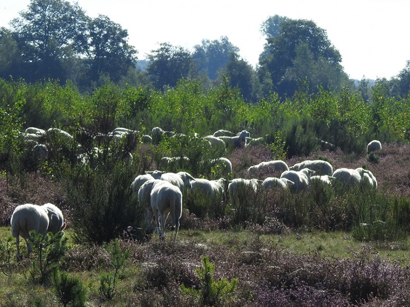 Schapen