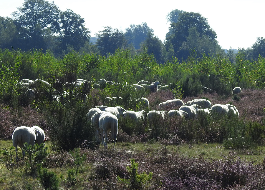 Schapen