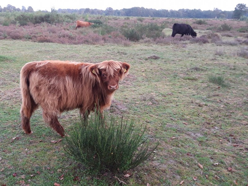 Hooglander