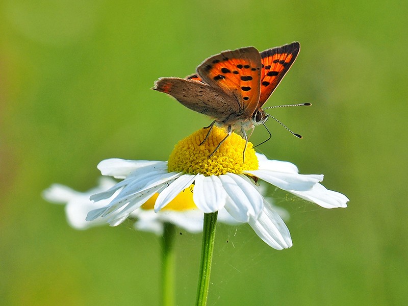 Vlinder
