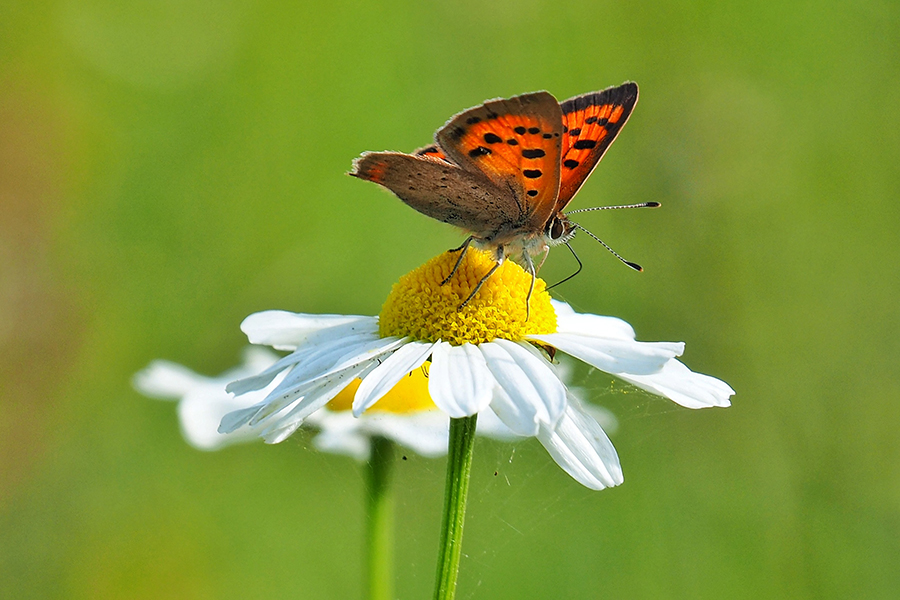 Vlinder