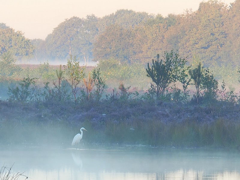 Witte reiger