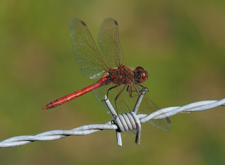Rode libelle