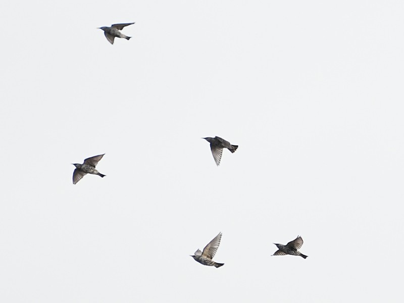 Kramsvogels