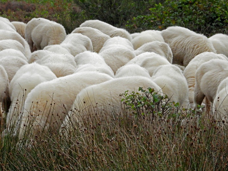 Wol