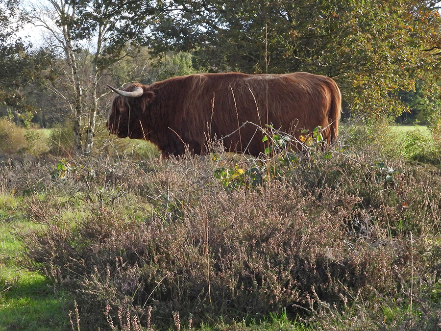 Grote jongen