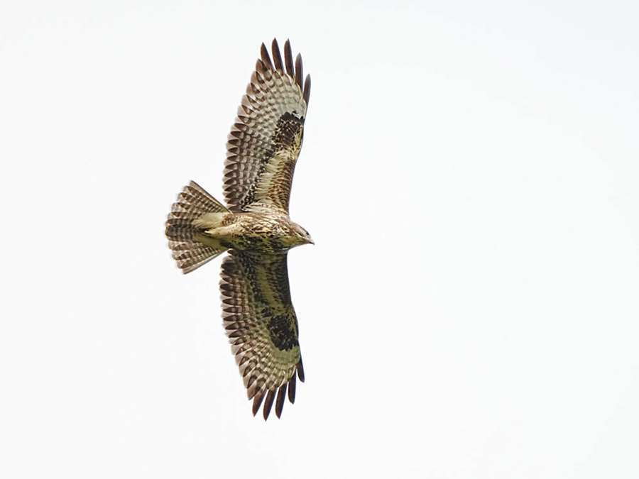 Buizerd