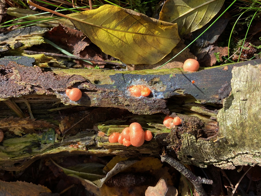 Gewoon meniezwammetje