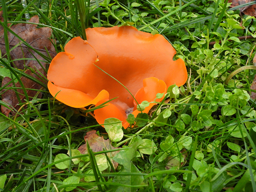 Grote oranje bekerzwam