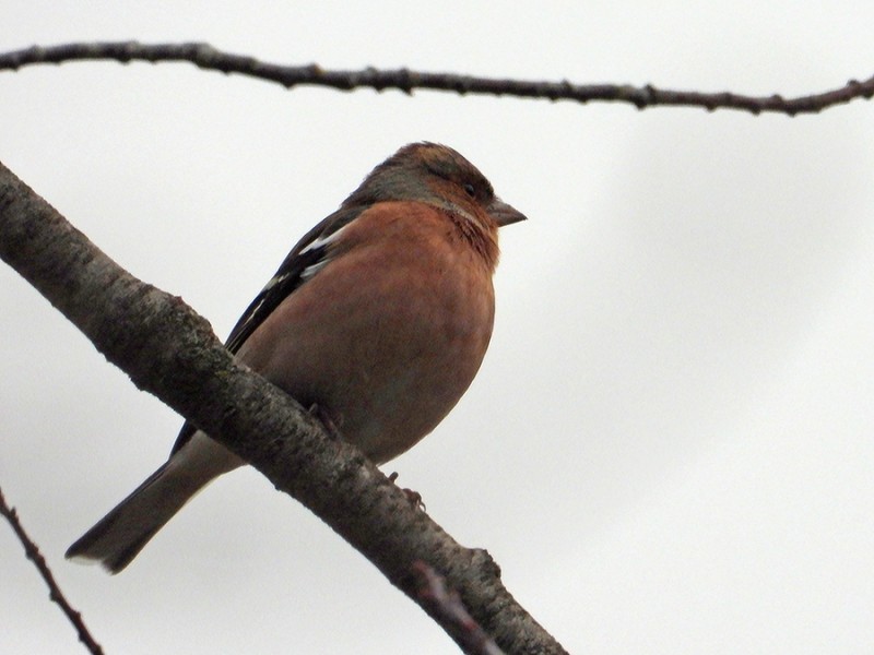 Een forse vink