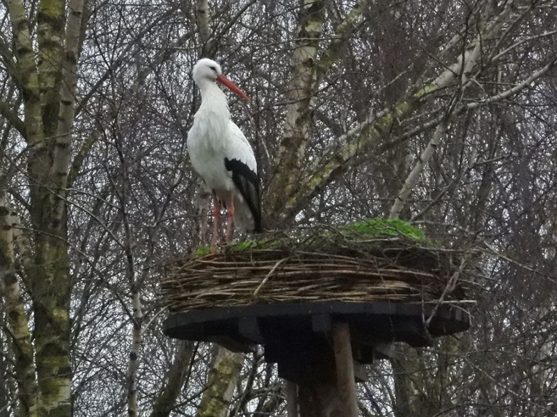 vroegeling