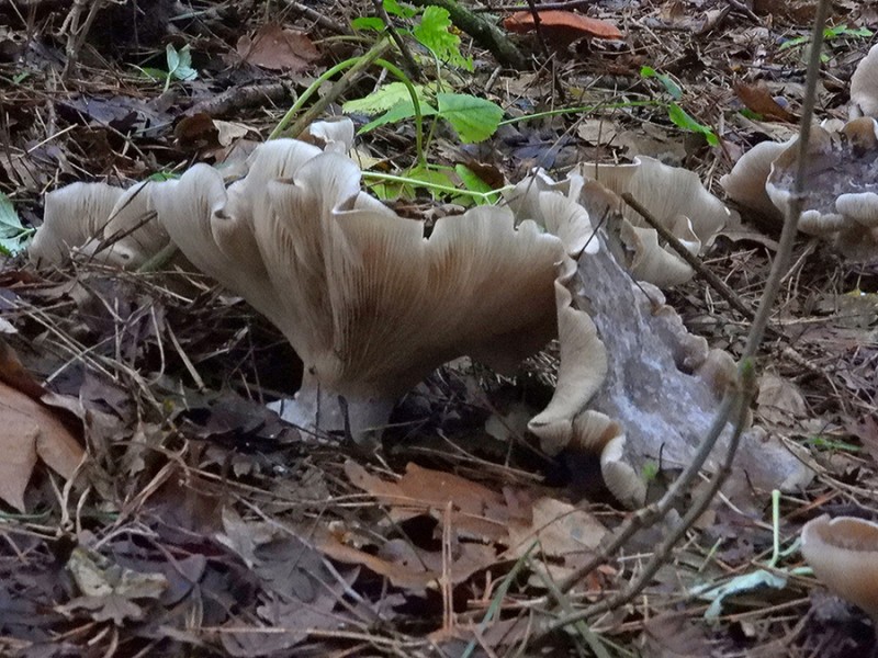 Zwammen in het bos