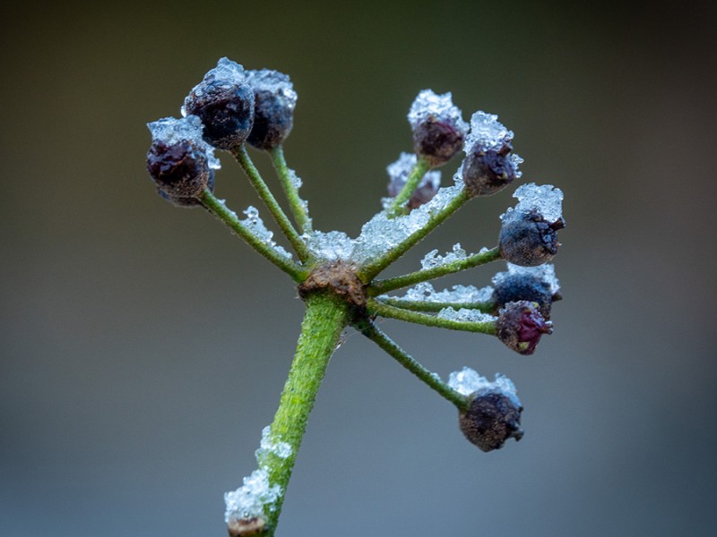 Hedera