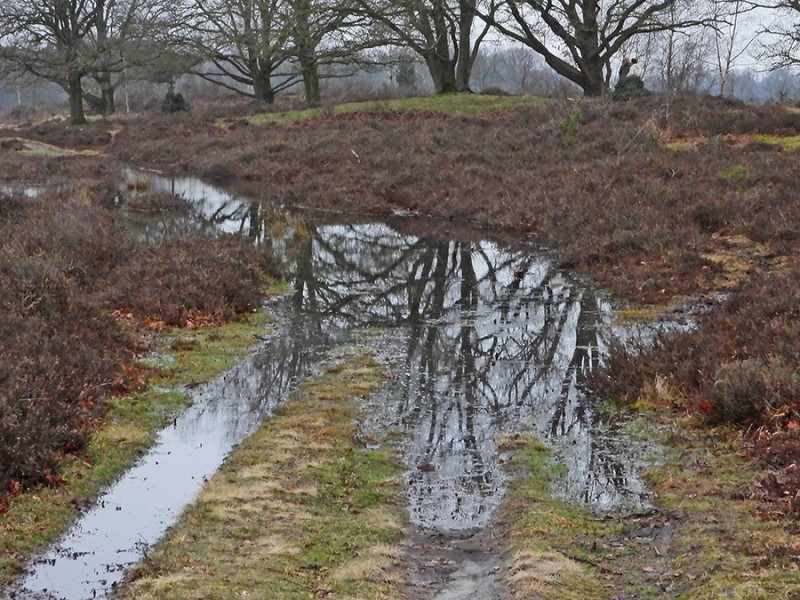 Plassen