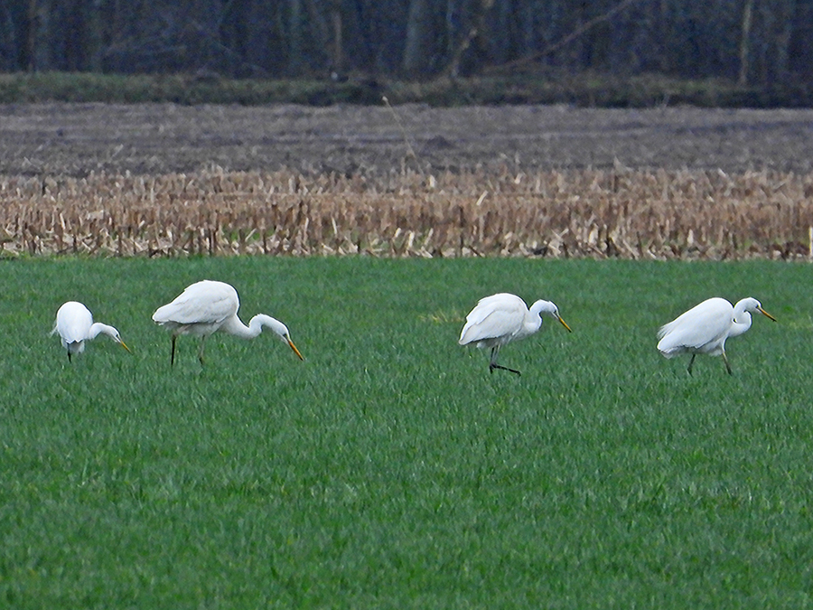 Witte reigers