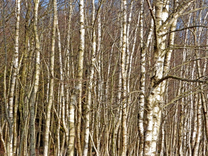 Berken