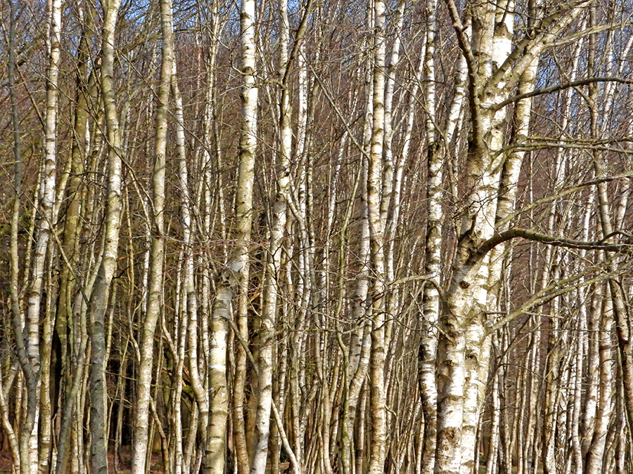 Berken