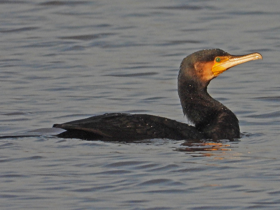 Aalscholver