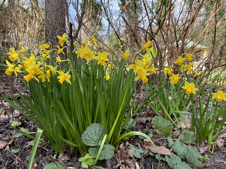 Onmiskenbaar lente