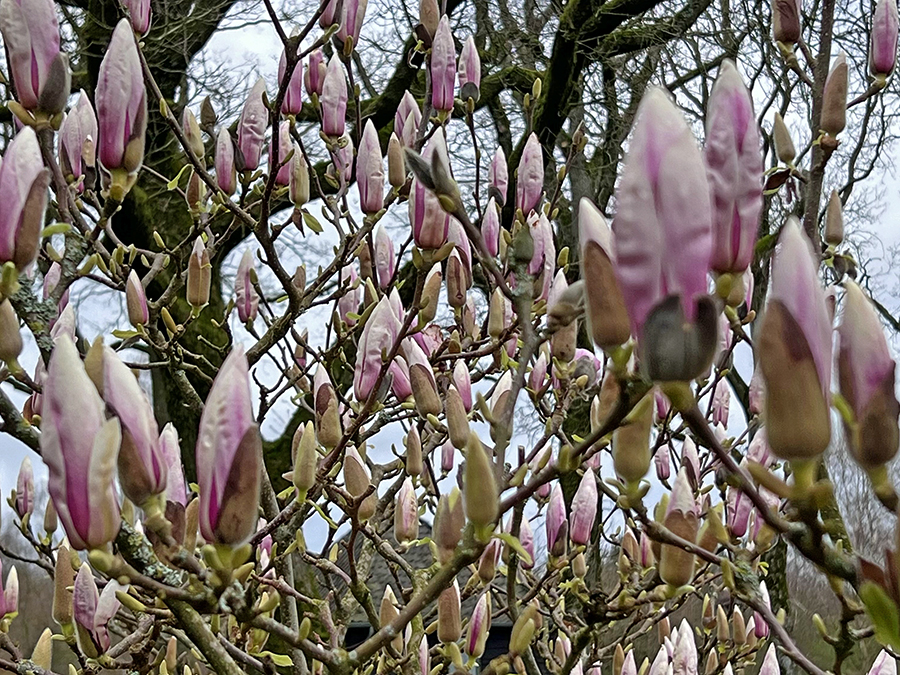 Magnolia