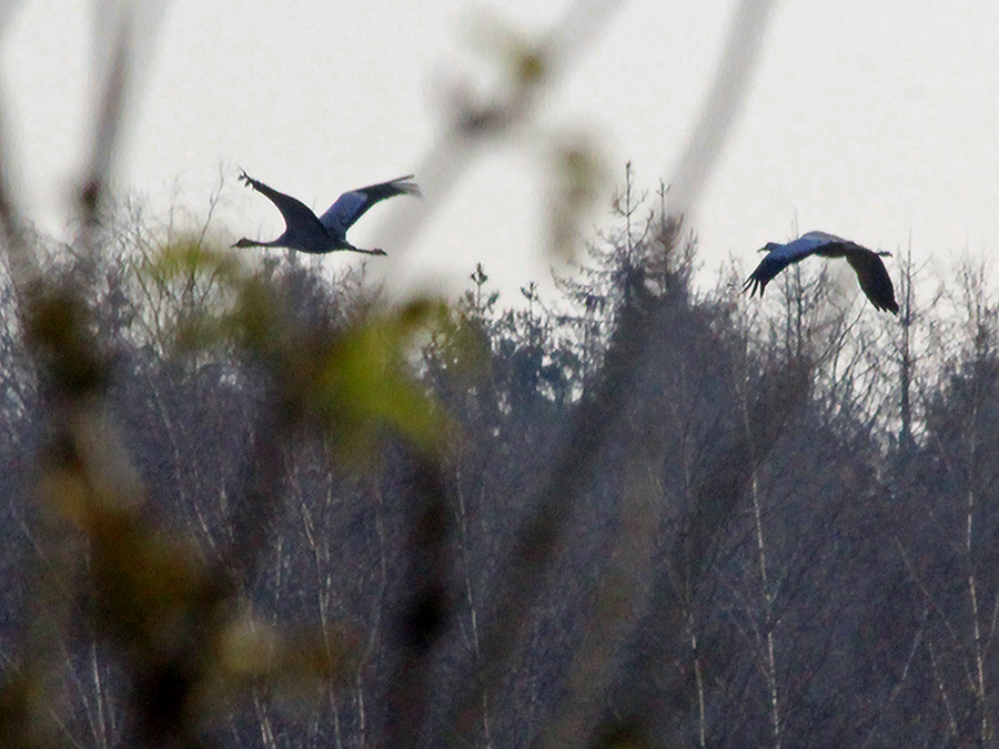 Kraanvogels