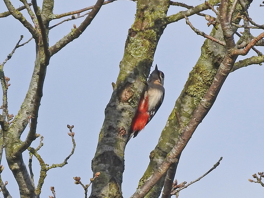 Grote bonte specht