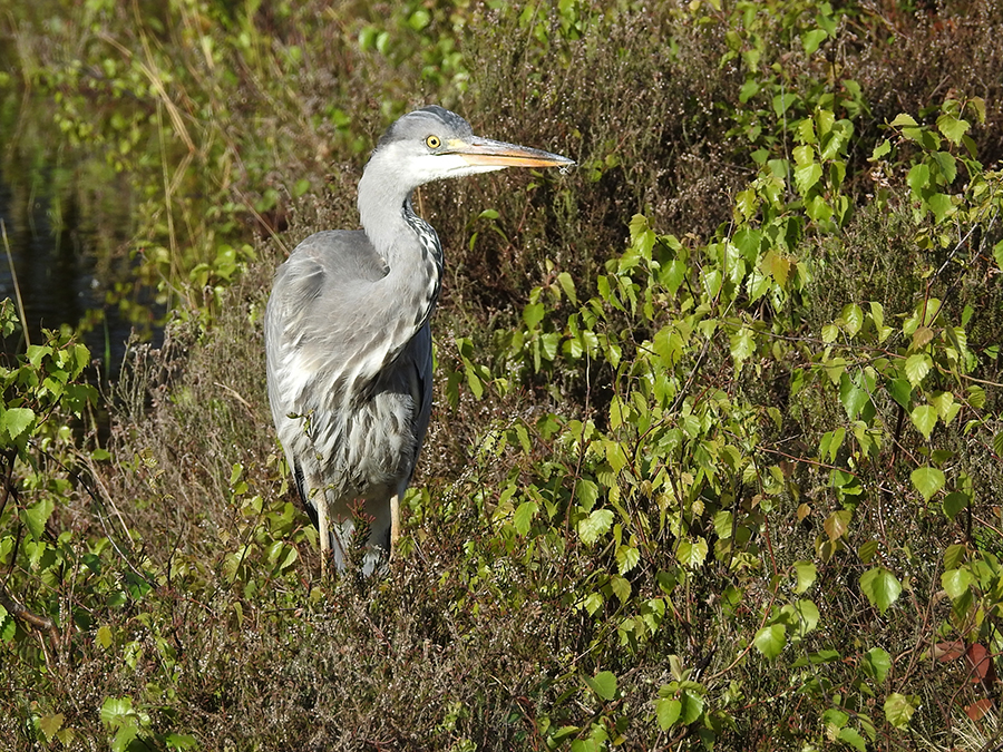 Blauwe reiger