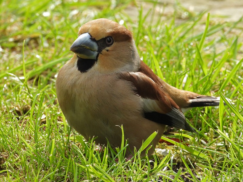 Appelvink