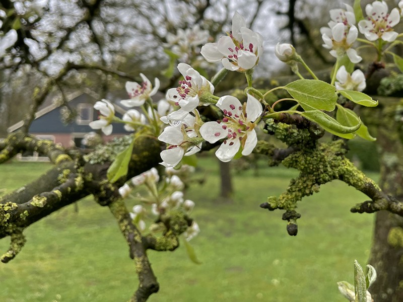 Bloesem