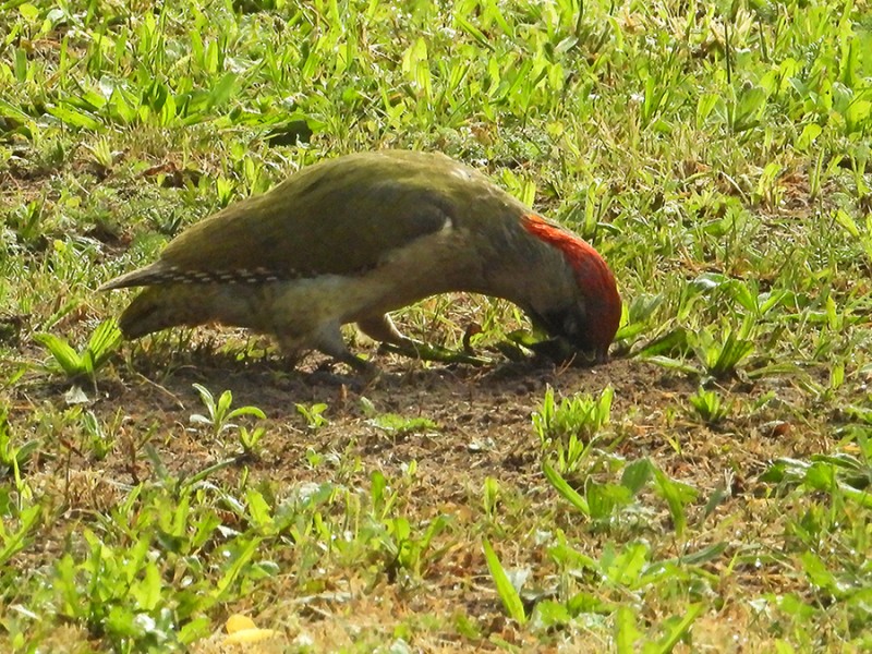 Groene specht