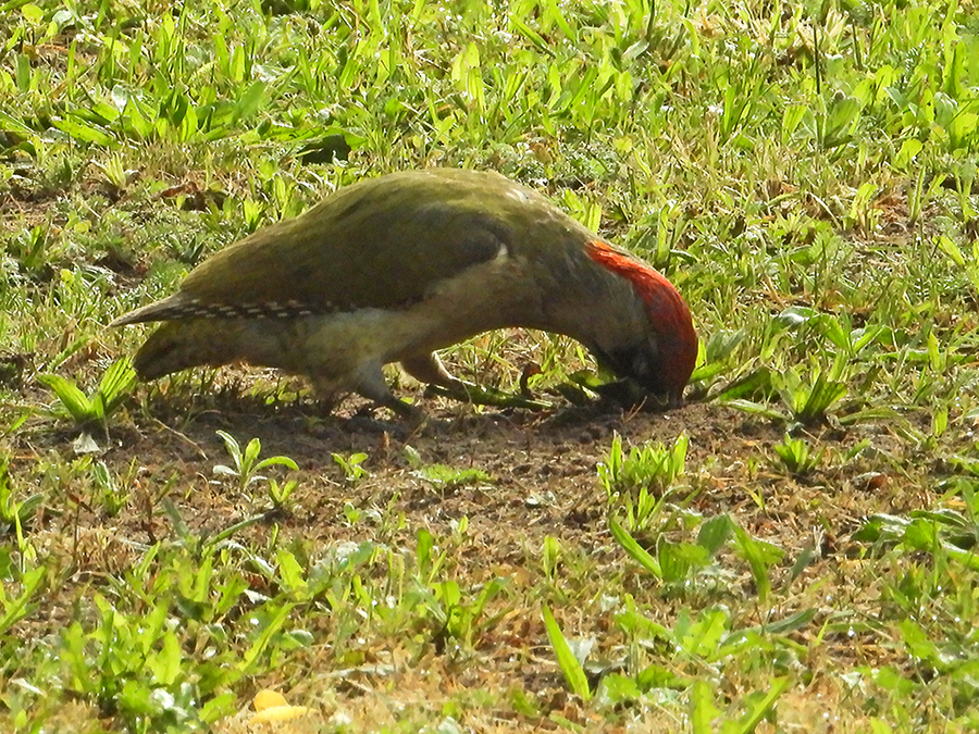 Groene specht