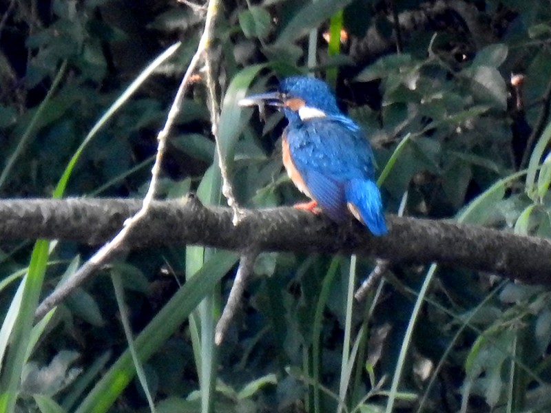 IJsvogel