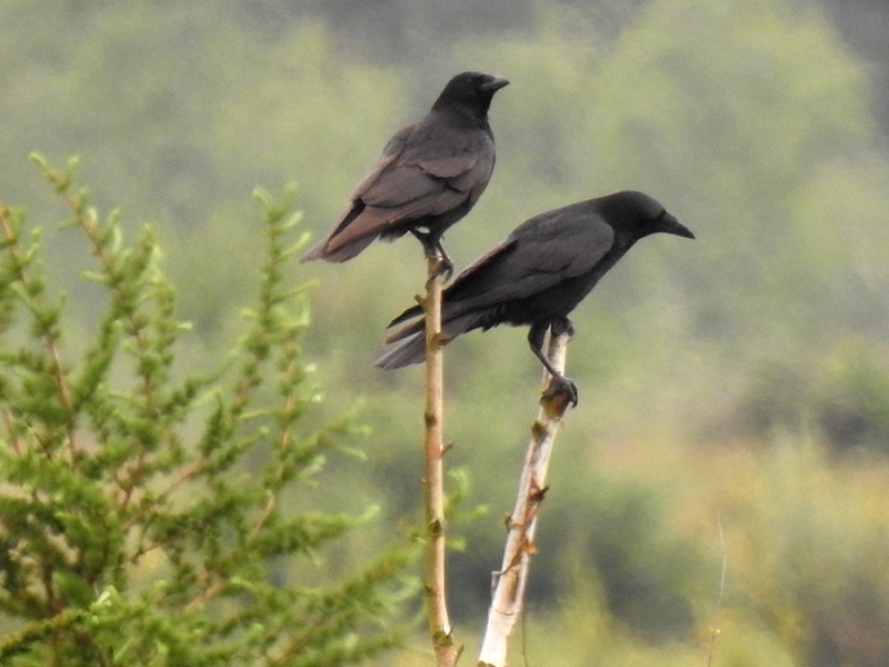 Raven