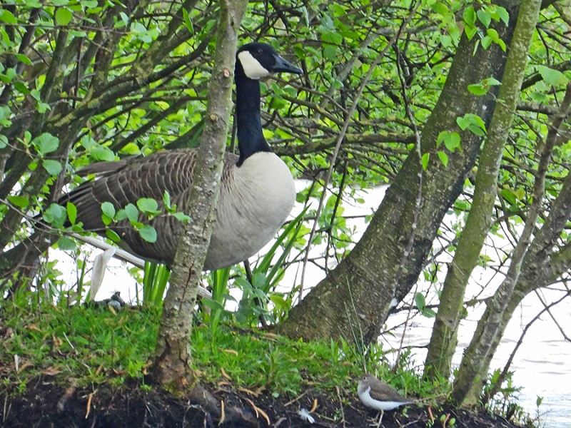 Canadese gans en oeverloper