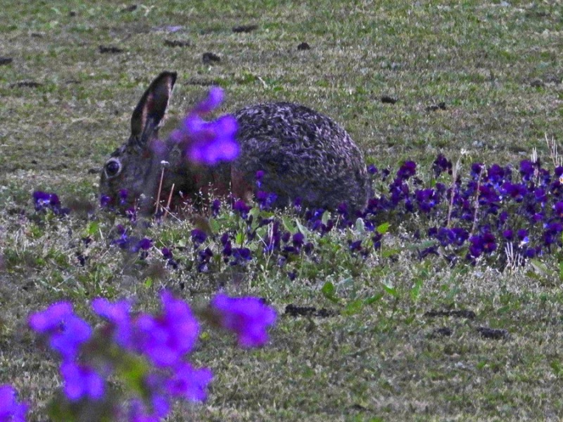 Haas en violen