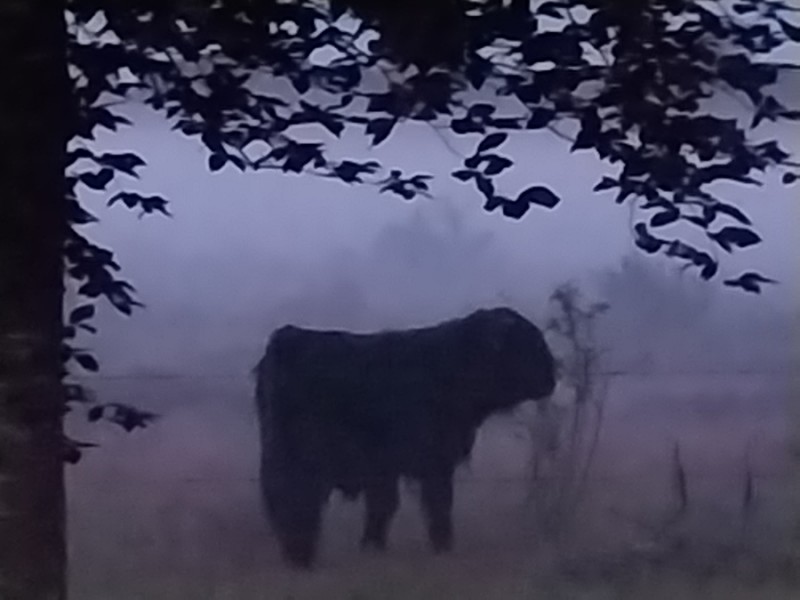 Morgen mist