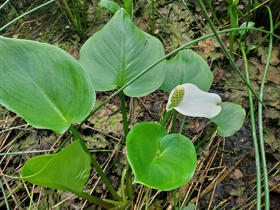 Slangenwortel