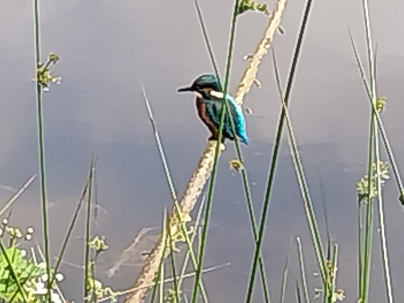 IJsvogel