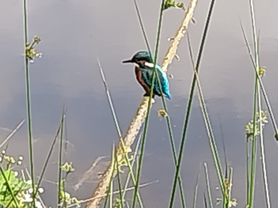 IJsvogel