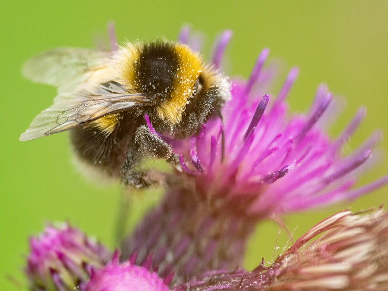 Hommel
